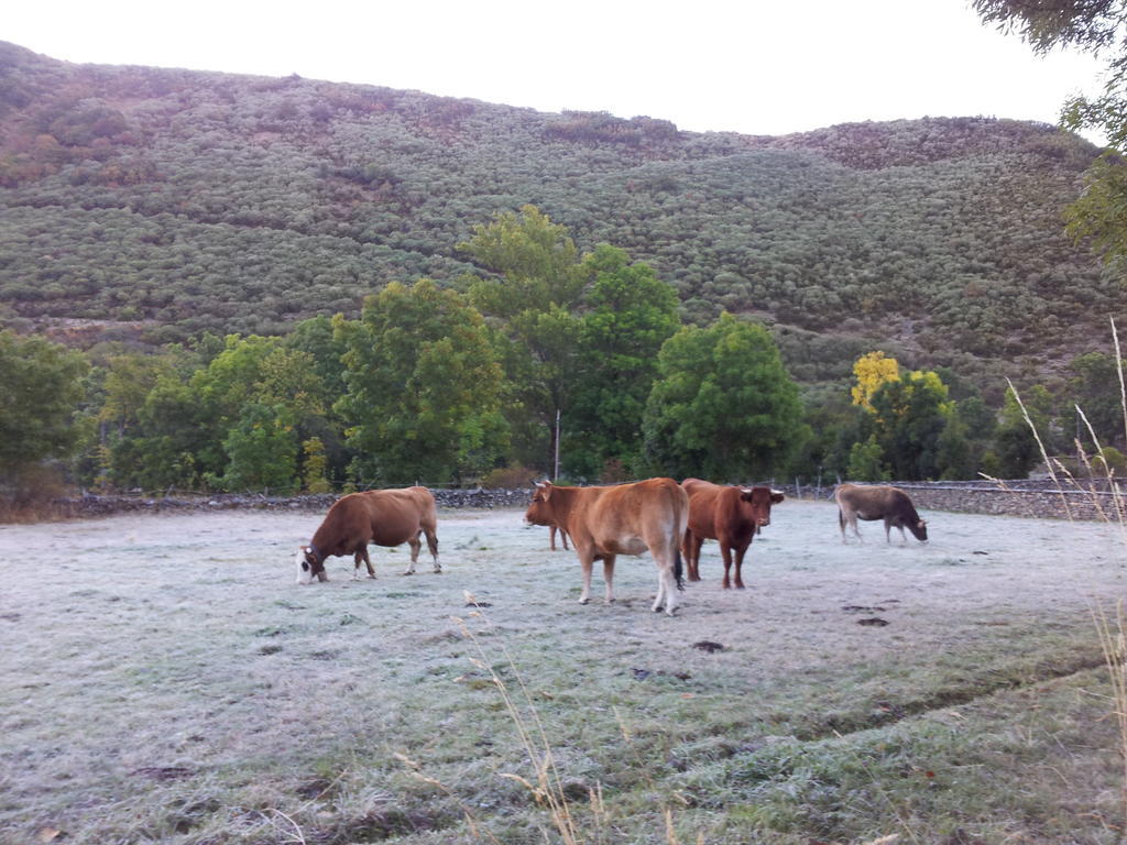 Casa Rural El Llao Y Los Fresnos - El Urogallo Муриас-де-Паредес Экстерьер фото